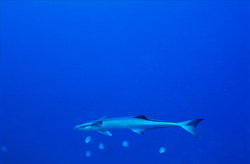 Erstaunlicher Gemeiner Schiffshalter (Remora remora) am Shark Reef in der Beqa Lagoon, Fiji