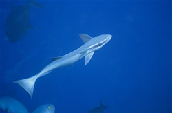 Encounter with a Sharksucker at Shark Reef in Beqa Lagoon