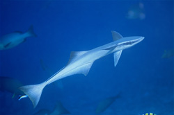 Ormeggio Comune della Nave