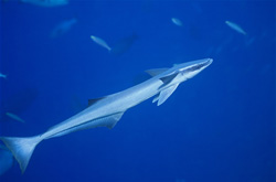 Fascinating Sharksucker (Remora remora) in Beqa Lagoon, Fiji