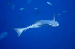 Sharksucker (Remora remora)