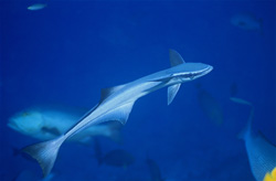 Fascinating Sharksucker (Remora remora) in Beqa Lagoon