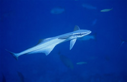 Fascinating Sharksucker (Remora remora) at Shark Reef in Beqa Lagoon