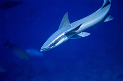 Unique Sharksucker (Remora remora) in Beqa Lagoon on Viti Levu