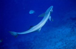 Sharksucker (Remora remora) - Unique Underwater Encounter in Beqa Lagoon