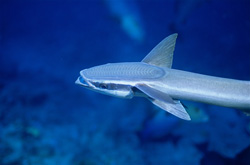 Sharksucker (Remora remora) - Fascinating Behavior Underwater