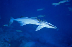 Fascinating Sharksucker (Remora remora) - Capture of the Sea Creature in Action