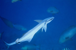 Fascinating encounter with the Sharksucker (Remora remora) on Shark Reef in Beqa Lagoon, Fiji