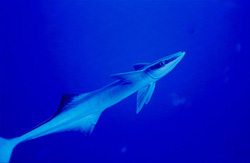 Fascinating Sharksucker (Remora remora) in Beqa Lagoon, Fiji