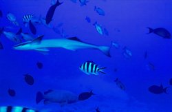 Explore the fascinating world of the Sharksucker (Remora remora) in Shark Reef Lagoon, Fiji