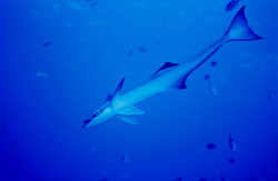 Fascinating Sharksucker (Remora remora) at Shark Reef in Beqa Lagoon, Fiji