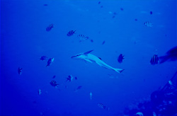Experience the Sharksucker (Remora remora) on Shark Reef in Beqa Lagoon, Fiji
