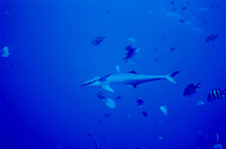 Fascinating Sharksucker (Remora remora) in Beqa Lagoon, Fiji