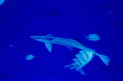 Sharksucker (Remora remora) - Fascinating Marine Creature from Fiji