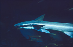 Sharksucker - An Intriguing Parasite of the Seas