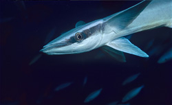 Explore the Sharksucker (Remora remora) at Shark Reef in Beqa Lagoon, Fiji