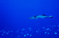 Fascinating Sharksucker (Remora remora) attached to a shark