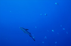 Faszinierender Gemeiner Schiffshalter (Remora remora) im Shark Reef, Beqa Lagune, Fidschi