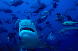 Fascinating Tiger Shark (Galeocerdo cuvier) in impressive frontal view