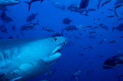 Fascinating Tiger Shark profile in its natural habitat
