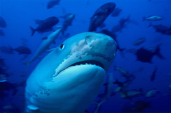 Impressive Portrait of a Tiger Shark (Galeocerdo cuvier) in its Natural Habitat