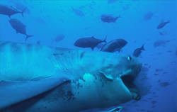 Fascinating Tiger Shark (Galeocerdo cuvier) in its Natural Habitat