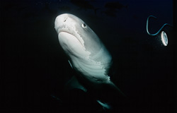An impressive tiger shark (Galeocerdo cuvier) unexpectedly emerges from the dark water
