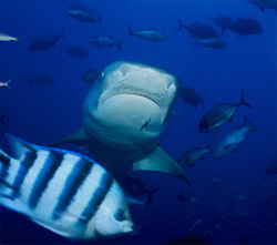 Impressive tiger shark (Galeocerdo cuvier) approaching head-on