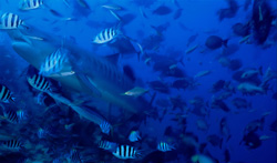 Majestic tiger shark surrounded by reef fish in tropical waters