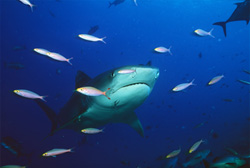 Tiger shark (Galeocerdo cuvier)