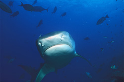 Majestic Tiger Shark (Galeocerdo cuvier) approaching in stunning head-on view
