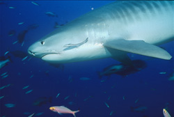 Faszinierender Tigerhai (Galeocerdo cuvier) beobachtet die Umgebung im klaren Wasser des Korallenriffs