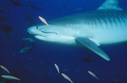 A Tiger shark (Galeocerdo cuvier) attentively observes its surroundings