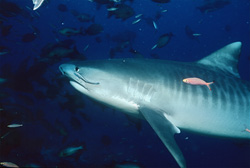 An Impressive Tiger Shark (Galeocerdo cuvier) Swimming Through the Depths of the Ocean in Front of a Colorful Coral Reef
