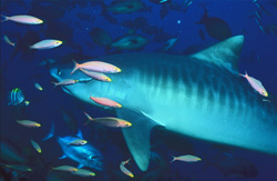 Un impressionnant requin tigre (Galeocerdo cuvier) au milieu d'une scène colorée de récif corallien