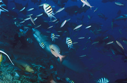 Majestic Tiger Shark (Galeocerdo cuvier) Surrounded by Coral Fish in Beqa Lagoon