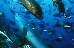 Faszinierender Tigerhai (Galeocerdo cuvier) und Dickkopf-Makrelen im Ozean von Fiji