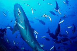 Impressive Tiger Shark surrounded by Tropical Reef Fish