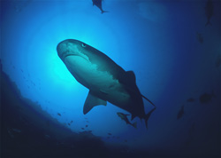 Impressive Tiger shark (Galeocerdo cuvier) exploring the colorful reef