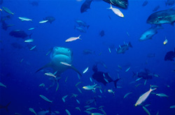 Encounter with an Impressive Tiger Shark in the Open Ocean