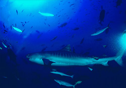Fascinating Tiger Shark (Galeocerdo cuvier) in its natural habitat at the coral reef