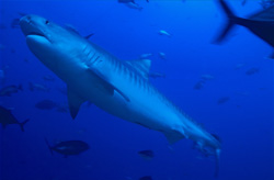 Un majestueux requin tigre traverse les eaux de Fidji