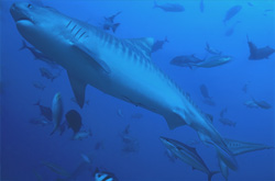 A majestic Tiger Shark (Galeocerdo cuvier) glides through the turquoise waters in front of the coral reef.