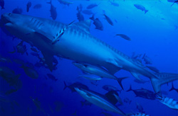 An impressive Tiger shark surrounded by the fascinating underwater world of Beqa Lagoon
