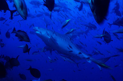 Tiger shark (Galeocerdo cuvier) presents itself impressively in the midst of a school of fish