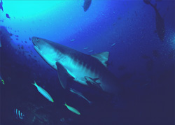 Fascinating Tiger Shark (Galeocerdo cuvier) explores the vibrant underwater world of Beqa Lagoon