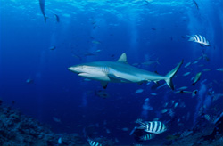 Divers observe reef fish while a gray reef shark glides unnoticed above them