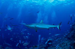 A Gray Reef Shark Glides Through the Blue Water in Front of an Air Bubble Curtain