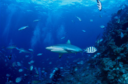 Two divers observe reef fish surrounding them in large numbers. Unnoticed, a gray reef shark (Carcharhinus amblyrhynchos) glides over the divers.