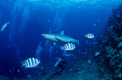 Majestic Gray Reef Shark (Carcharhinus amblyrhynchos) gracefully swims over two divers